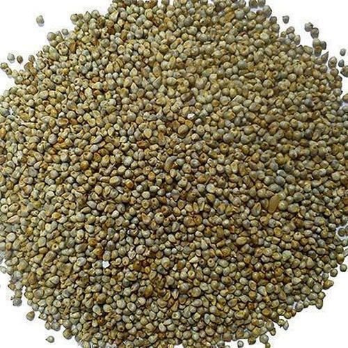 Hybrid Bajra Seed