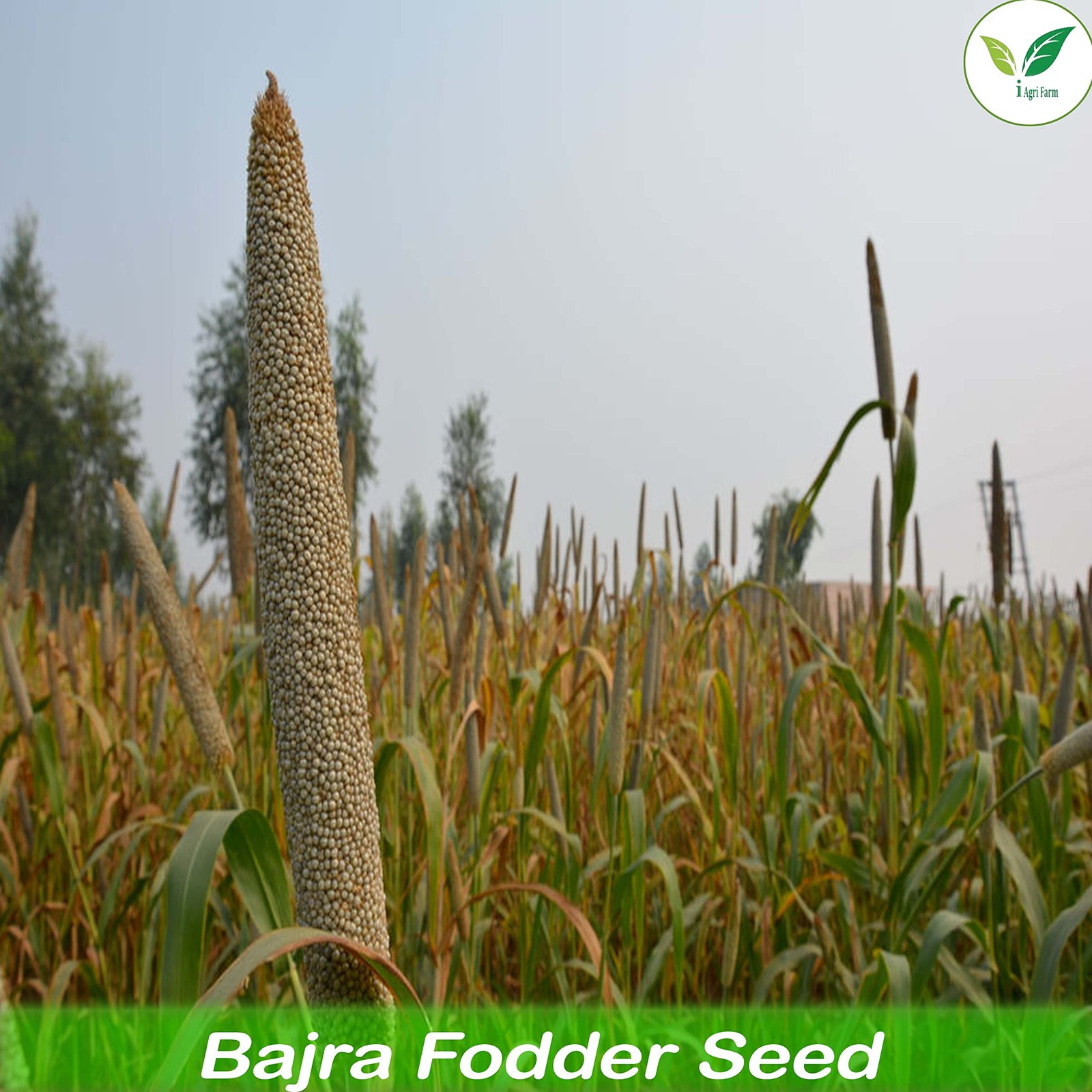 Multicut Fodder Bajra