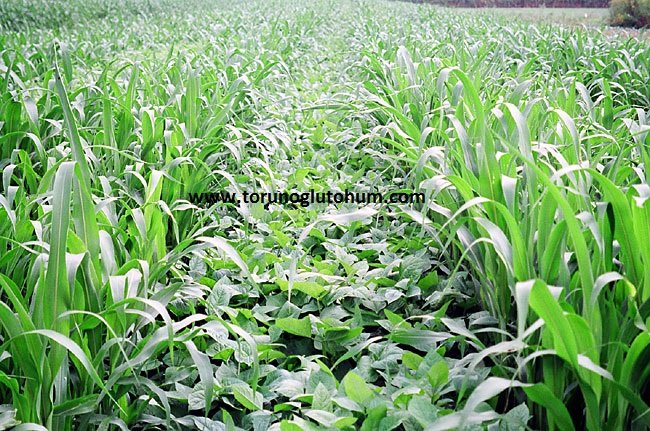 Sorghum Sudan Grass