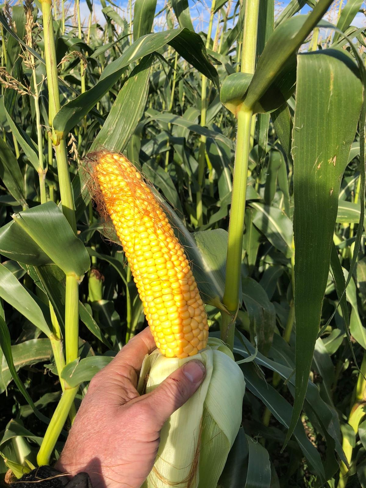 Maize Seeds