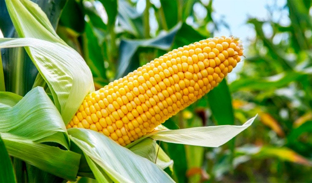 Maize Seeds