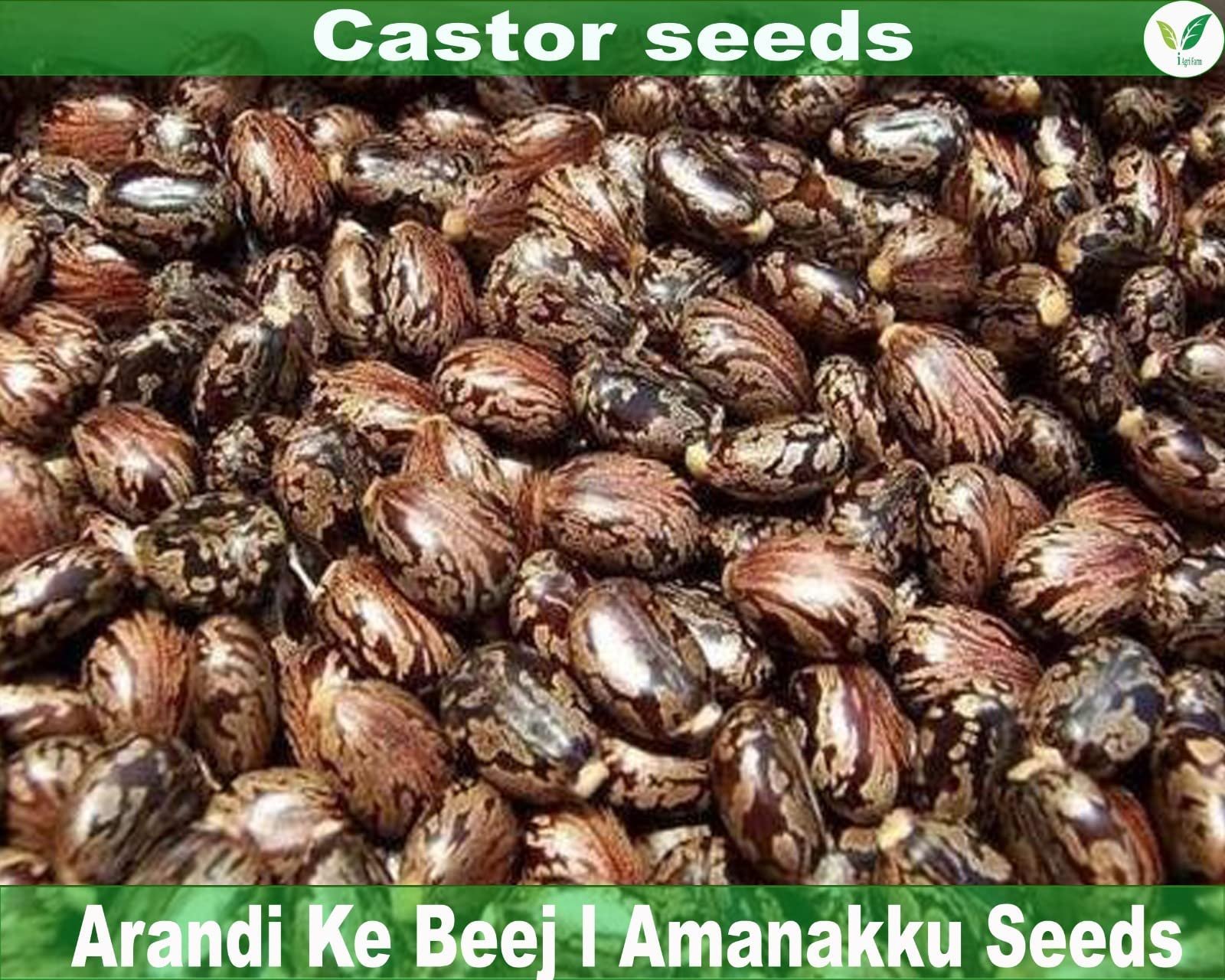 Castor Seed