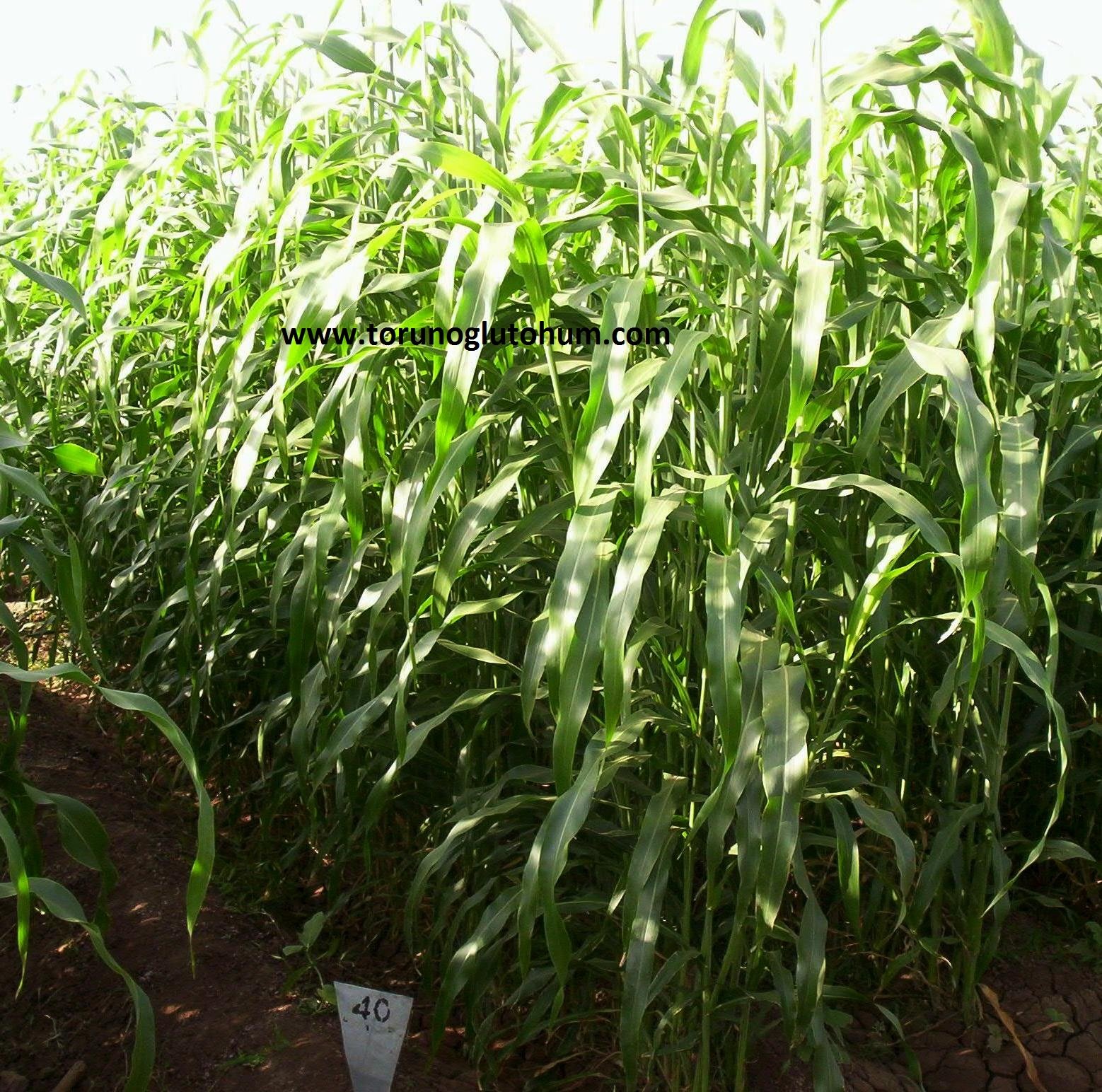 Sorghum Sudan Grass