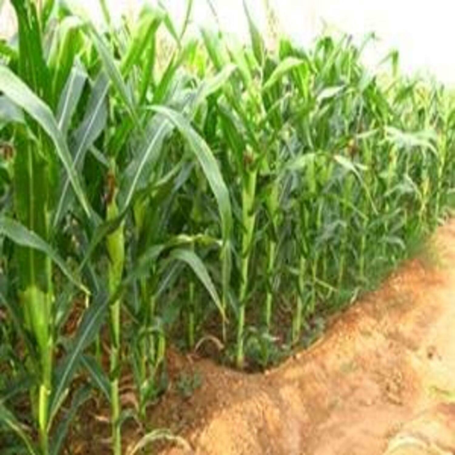 Sorghum Sudan Grass