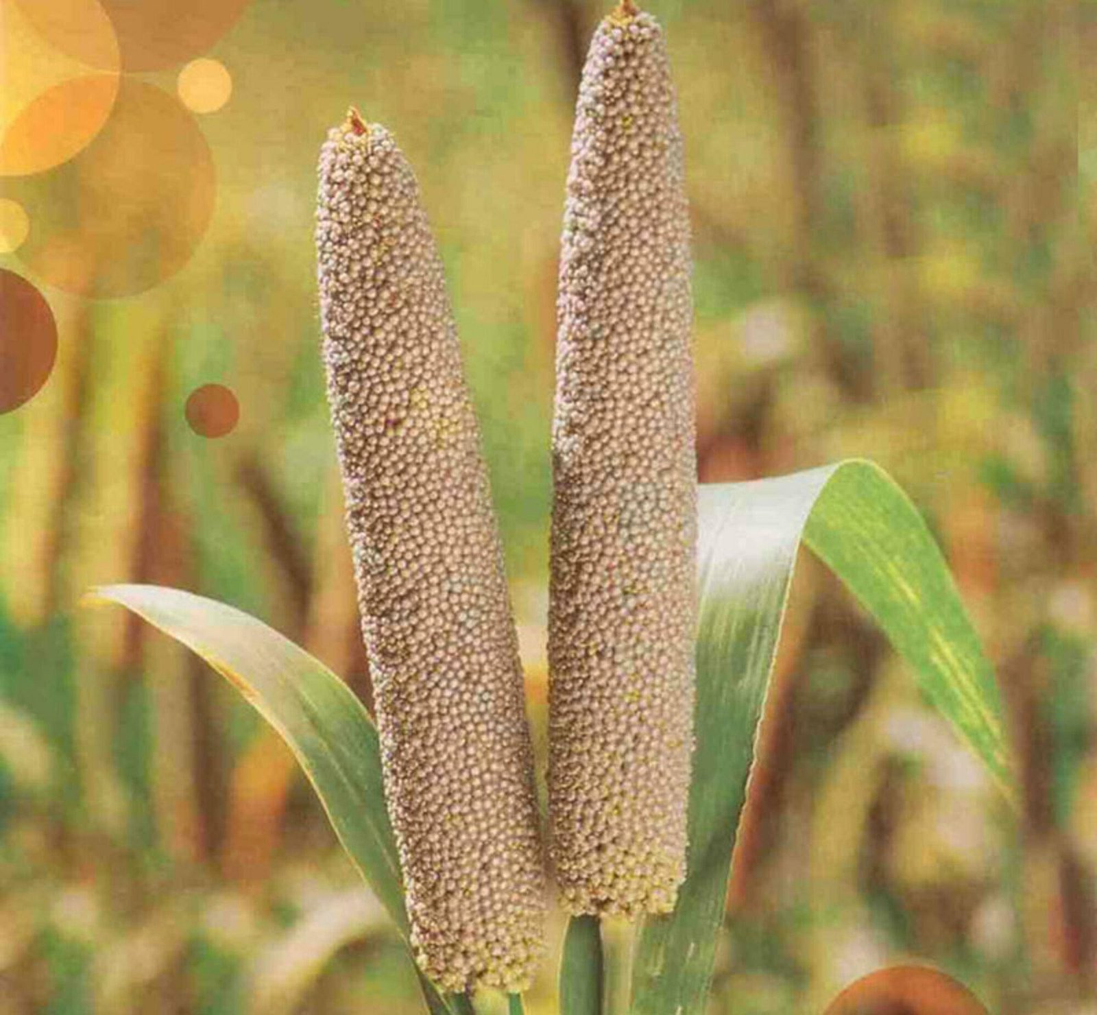 Hybrid Bajra Seed