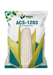 hy. Maize Seeds