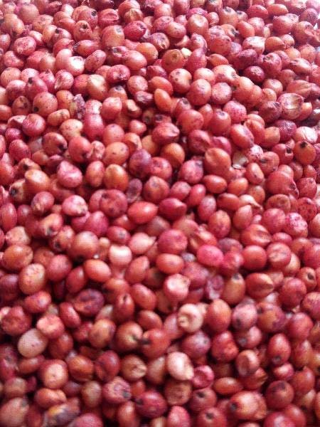 Sorghum Sudan Grass